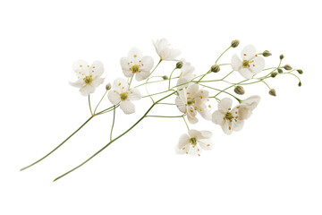 A single Gypsophila flower suspended in mid-air, capturing its delicate form and highlighting its intricate details. isolated on white background