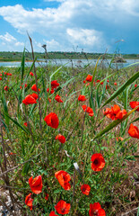 Wall Mural - Papaver rhoeas (common poppy, corn poppy, corn rose, field poppy), flowering plants from the steppe