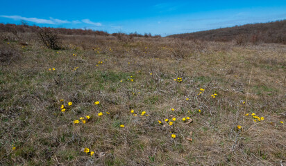 Wall Mural - Adonis vernalis - spring pheasant's, yellow pheasant's eye, disappearing early blooming in spring among the grass in the wild