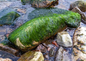 Wall Mural - Green and red algae on stones during a strong ebb (water surge) in the Black Sea