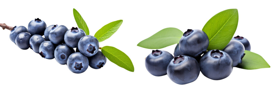Collection of branch of delicious ripe blueberries isolated on white background