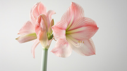 Wall Mural - Delicate pink and white amaryllis flowers with striped petals, blooming against a white background.