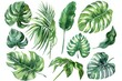 © Lucija - watercolor tropical leaves exotic plants palm fronds and monstera isolated on white vector illustration set