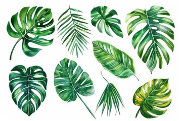 Wall Mural - watercolor tropical leaves exotic plants palm fronds and monstera isolated on white vector illustration set