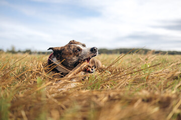 A mixed breed dog laying down relaxing in a field chewing on a stick with blue skies in the background