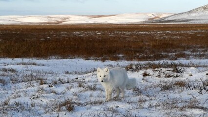 Wall Mural - wild arctic fox (vulpes lagopus) in tundra in winter time. white arctic fox.