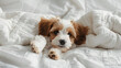 © Daniel - funny little puppy on a white blanket, Funny moments of a dog