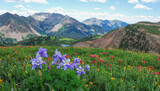Rocky Mountain Wildflowers, Durango, Colorado