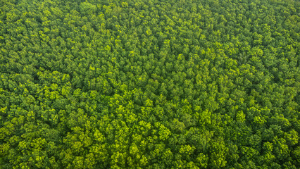 Aerial top view green forest and green trees in rural Altai, Drone photo.rain forest, Aerial view road in nature, Ecosystem and healthy environment.