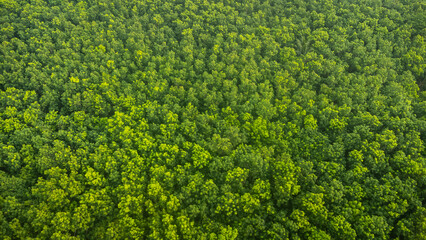 Wall Mural - Aerial top view green forest and green trees in rural Altai, Drone photo.rain forest, Aerial view road in nature, Ecosystem and healthy environment.