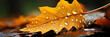 © smth.design - Macro Shot of Autumn Leaf with Water Droplets Highlighting Fall Season Beauty