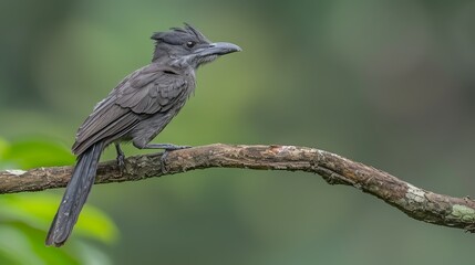  A black bird with a gray beak sits atop a tree branch against a backdrop of a verdant forest filled with green leaves