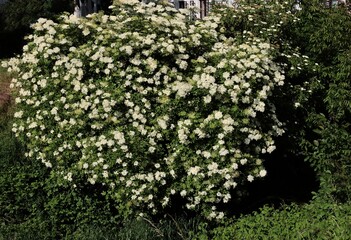 Wall Mural - huge bush of elder - Sambucus-Nigra at spring