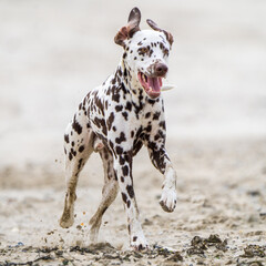 Wall Mural - Dalmation dog at the beach enjoying the sun, playing in the sand at summertime