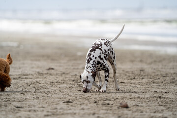 Wall Mural - Dalmation dog at the beach enjoying the sun, playing in the sand at summertime