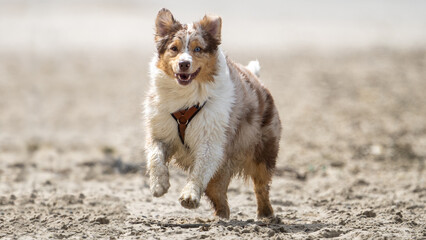 Wall Mural - australian shepherd dog on the beach, beautifull eyes. Dog on the beach. space for text