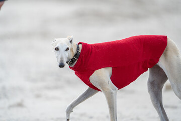 Wall Mural - The English Greyhound, or simply the Greyhound dog,  at the beach enjoying the sun, playing in the sand at summertime wearing a coat