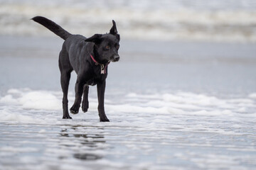 Wall Mural - black dog on the beach having fun