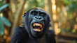 © Nemanja - Closeup of funny big silver back gorilla ape primate monkey smiling face portrait looking at the camera, happy chimpanzee in the jungle or zoo, orangutan animal teeth