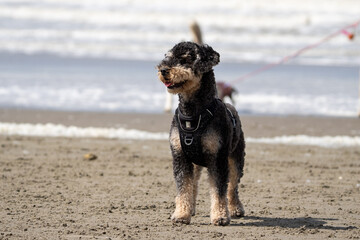 Wall Mural - airedale terrier on the beach having fun