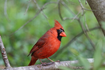Wall Mural - A male northern cardinal resting on a branch