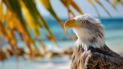 Wall Mural - Closeup American bald eagle animal portrait on ocean or sea beach, palm trees and water background, copy space. Caribbean island travel, tropical exotic holiday vacation paradise nature