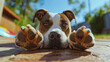© Nemanja - Closeup portrait of brown and white pitbull dog lying, resting and relaxing outdoors on a sunny summer day. Tired pet animal, hot temperature, heatwave, garden grass backyard outside