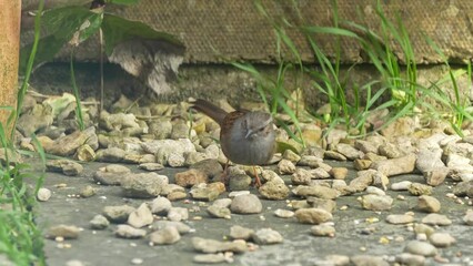 Wall Mural - close-up of a dunnock (Prunella modularis) hunting for food amongst patio garden stones 