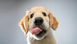 © Portraits - Golden Retriever Puppy Sticking Out Tongue