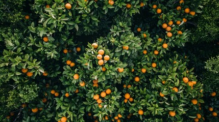 Wall Mural - Aerial top view of orange trees in forest. Drone view of dense orange tree captures CO2. Orange tree nature background for carbon neutrality and net zero emissions concept. Sustainable green environme