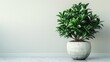 © tong2530 - Greenery in a pot, set against a clean white background, showcasing the natural charm and serenity of indoor plants.