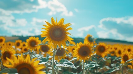 Poster - Sunflower field on a sunny summer day