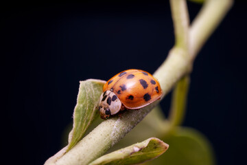 Poster - Harmonia axyridis in the wild state