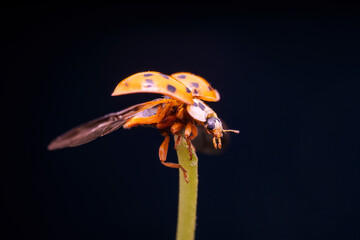 Poster - Harmonia axyridis in the wild state