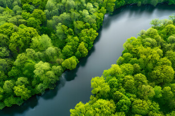 Forest Aerial View, Aerial view of a forest