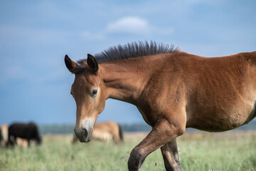 Wall Mural - A thoroughbred horse grazes in a farmer's field.