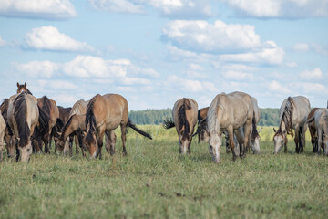 Wall Mural - A thoroughbred horse grazes in a farmer's field.