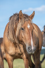 Wall Mural - A thoroughbred horse grazes in a farmer's field.