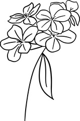 Wall Mural - Hand drawn plumbago auriculata flower