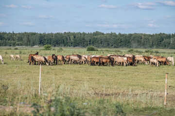 Wall Mural - A thoroughbred horse grazes in a farmer's field.