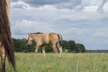 Wall Mural - A thoroughbred horse grazes in a farmer's field.