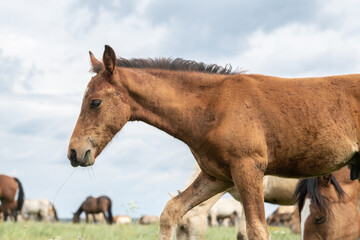 Wall Mural - A thoroughbred horse grazes in a farmer's field.