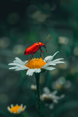 Canvas Print - A red bug is standing on a white flower