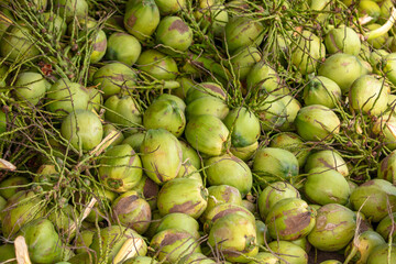 Wall Mural - Harvest of green coconut nuts as background