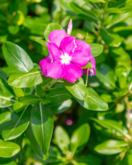 Poster - Beautiful purple flower in a tropical garden