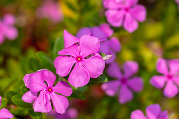 Sticker - Beautiful purple flower in a tropical garden