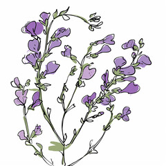 purple flowers are shown on a white background with a green stem