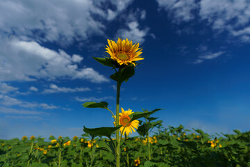 bright yellow sunflowers growing in a field on a sunny summer day