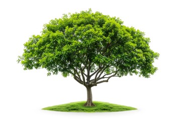 Isolate Trees tree plant white background.
