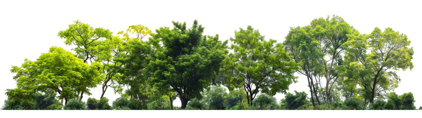 green trees in the forest isolated on white background